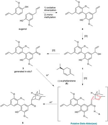 Isolation of new neolignans and an unusual meroterpenoid from Piper cabagranum